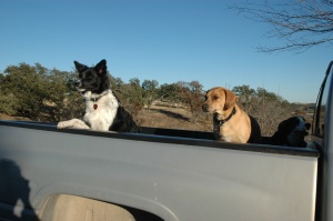 Bella on the left. Jack refuses to get out the pickup, instead demanding to ride up the hill.