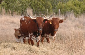 Two Longhorn cows and calf