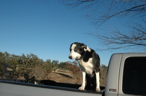 Buddy at a somewhat older age in the bed of the pickup