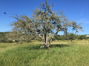 A tree killed by Oak wilt